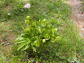 <i>Helleborus cyclophyllus</i> Species of plant in the family Ranunculaceae