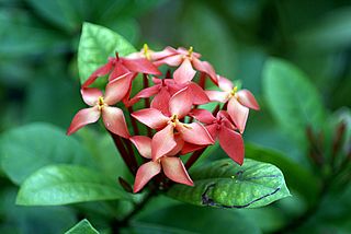 <i>Ixora coccinea</i> Species of flowering plant