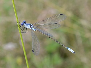 <i>Lestes macrostigma</i> Species of damselfly