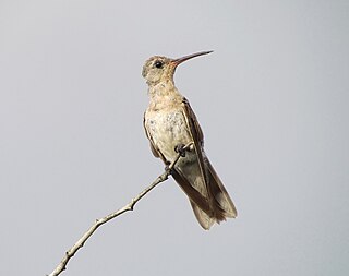 <span class="mw-page-title-main">Buffy hummingbird</span> Species of bird