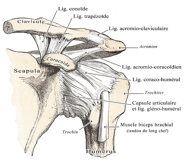 Ligaments.jpg