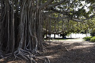 <span class="mw-page-title-main">East Brisbane, Queensland</span> Suburb of Brisbane, Queensland, Australia