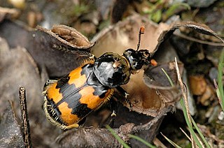 <span class="mw-page-title-main">Silphidae</span> Family of beetles