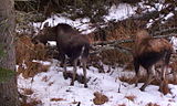 (9 months) This calf almost ready to leave its mother.