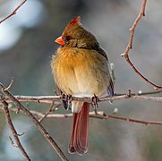 Northern cardinal female in CP (02035)