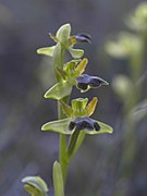 Ophrys lupercalis