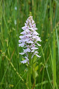 R1 vote count: 59 Orchis 03.JPG