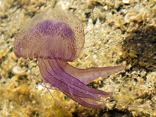 <i>Pelagia noctiluca</i> Species of cnidarian