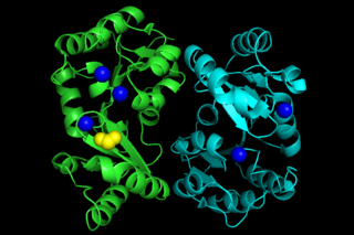 <span class="mw-page-title-main">Phosphoglycolate phosphatase</span>