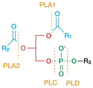 <span class="mw-page-title-main">Phospholipase</span> Class of enzymes that cleave phospholipids