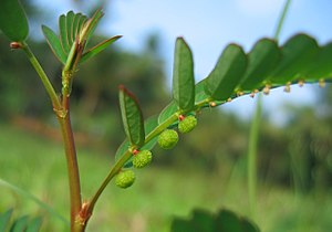 Phyllanthus niruri