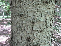 Picea glauca-bark.jpg