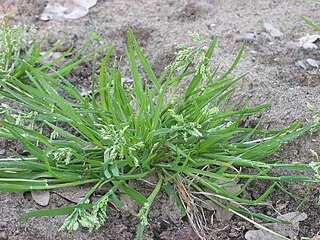 <i>Poa</i> Genus of flowering plants in the grass family Poaceae