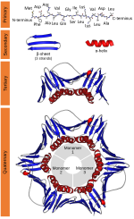 Thumbnail for Protein structure