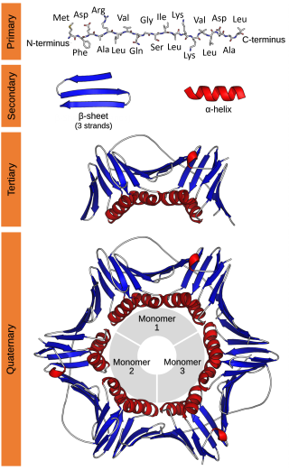 <span class="mw-page-title-main">Protein structure</span> Three-dimensional arrangement of atoms in an amino acid-chain molecule