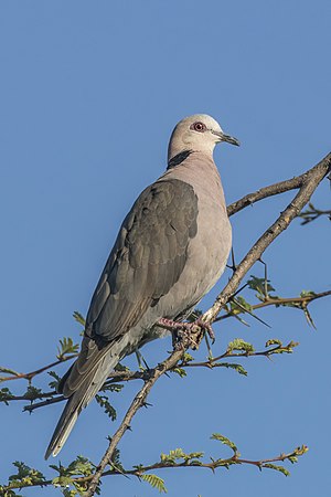 Columbidae