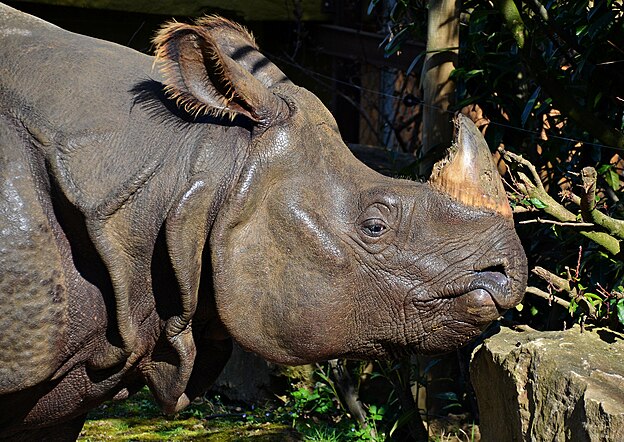 Rhinocéros indien