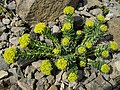 Rhodiola rosea