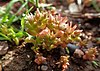 Sedum rubens kz02.jpg