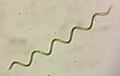 スピルリナ (Arthrospira platensis)