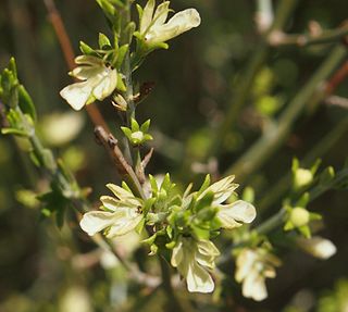 <i>Teucrium teucriiflorum</i> Species of flowering plant