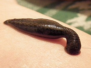 <span class="mw-page-title-main">Leech</span> Parasitic or predatory annelid worms