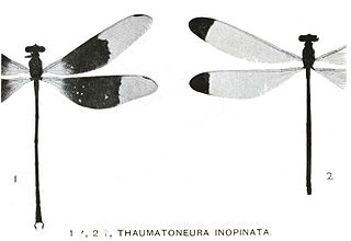 <i>Thaumatoneura inopinata</i> Species of damselfly