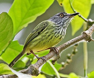 <span class="mw-page-title-main">Spotted tody-flycatcher</span> Species of bird