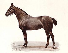 gravure d'un cheval au modèle à la robe foncé et présentant son profil gauche; il porte un licol et sa queue est coupée.