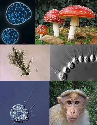 <span class="mw-page-title-main">Amorphea</span> Group including fungi, animals and various protozoa