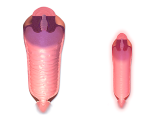 <span class="mw-page-title-main">Vagina</span> Part of the female reproductive tract