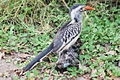 Kruger National Park, South Africa