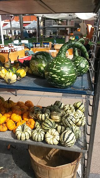 <span class="mw-page-title-main">Gourd</span> Type of fruit