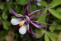 Aquilegia columbine magpie cultivar