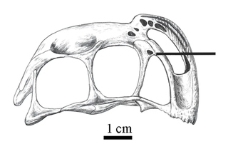 <i>Banji</i> Extinct genus of dinosaurs