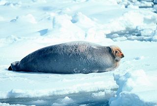 <span class="mw-page-title-main">Bearded seal</span> Species of Arctic dwelling marine mammal