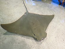 A curious cownose ray in the Shark and Ray Touch Tank Boston Aquarium, Central Wharf, Boston (493619) (11062357814).jpg