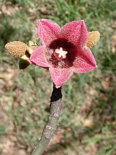 Description de l'image Brachychiton discolor RBG Sydney.JPG.