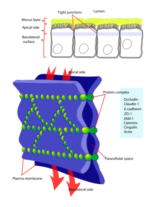 <span class="mw-page-title-main">Tight junction</span> Structure preventing inter-cell leakage