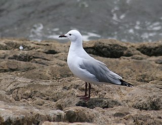 <span class="mw-page-title-main">Hartlaub's gull</span> Species of bird