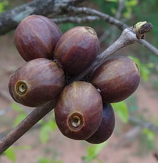 <i>Coffea racemosa</i> Species of coffee plant