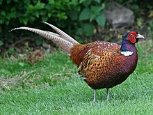 Common Pheasant RWD2.jpg