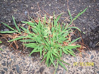 <i>Digitaria</i> Genus of plants (grasses; crabgrass)