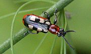 Common asparagus beetle Crioceris asparagi