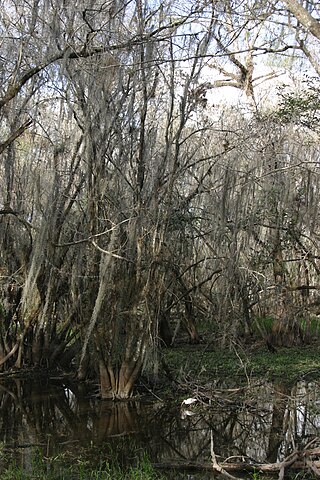 <span class="mw-page-title-main">Florida swamps</span> Wetland habitats in Florida, USA