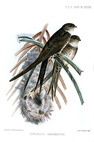 <span class="mw-page-title-main">Fork-tailed palm swift</span> Species of bird