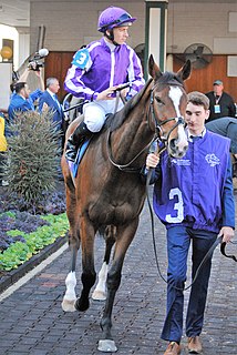 Happily (horse) Irish-bred Thoroughbred racehorse