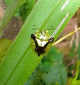 Deloyala cruciata