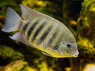 Green chromide Species of fish