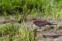 Collared pratincole, a colonial nester of grassland and wetlands Glareola pratincola01.jpg